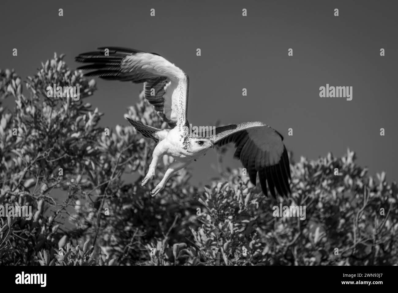 Mono martial eagle takes off from bush Stock Photo
