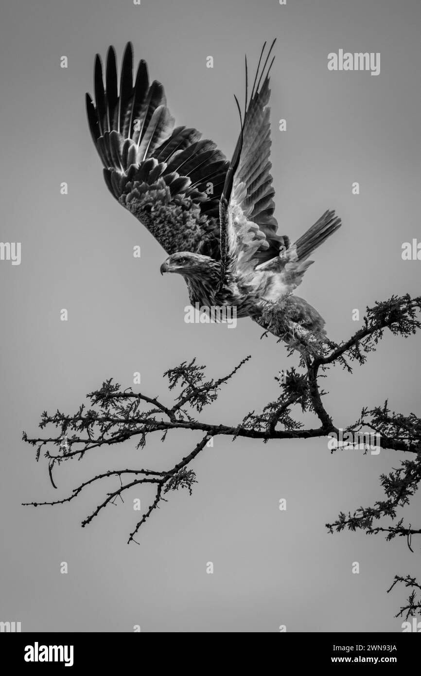 Mono tawny eagle takes off from twig Stock Photo