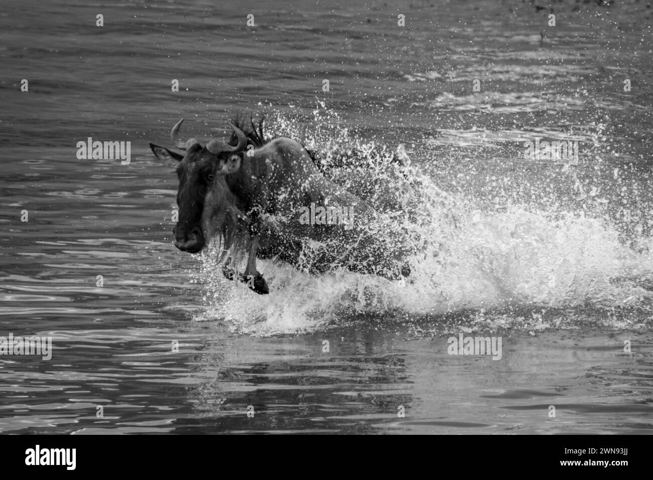 Mono wildebeest gallops across river in spray Stock Photo