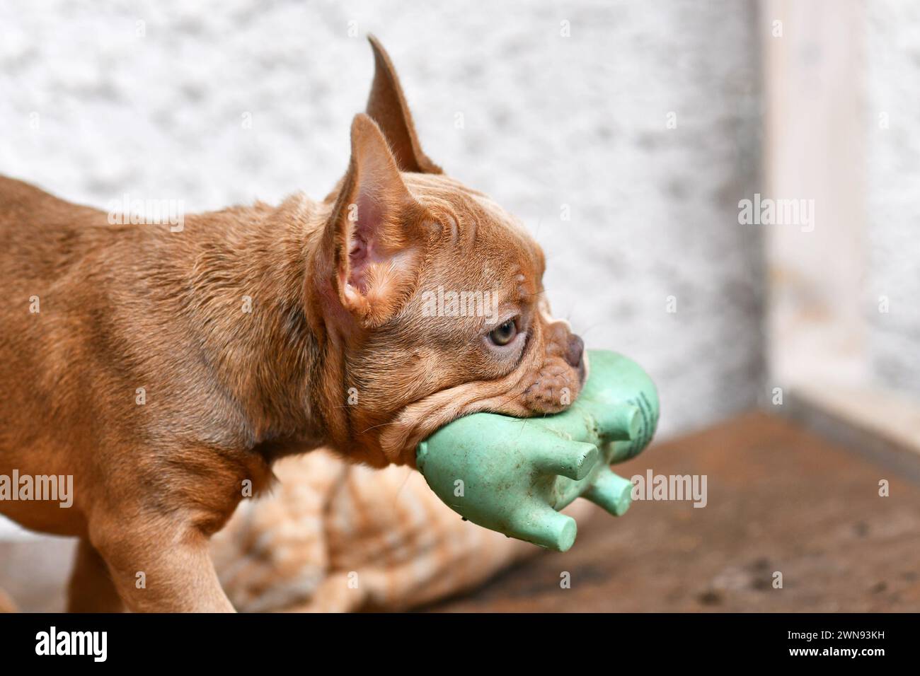 Isabella Sable French Bulldog dog puppy carrying squeaky toy in mouth Stock Photo