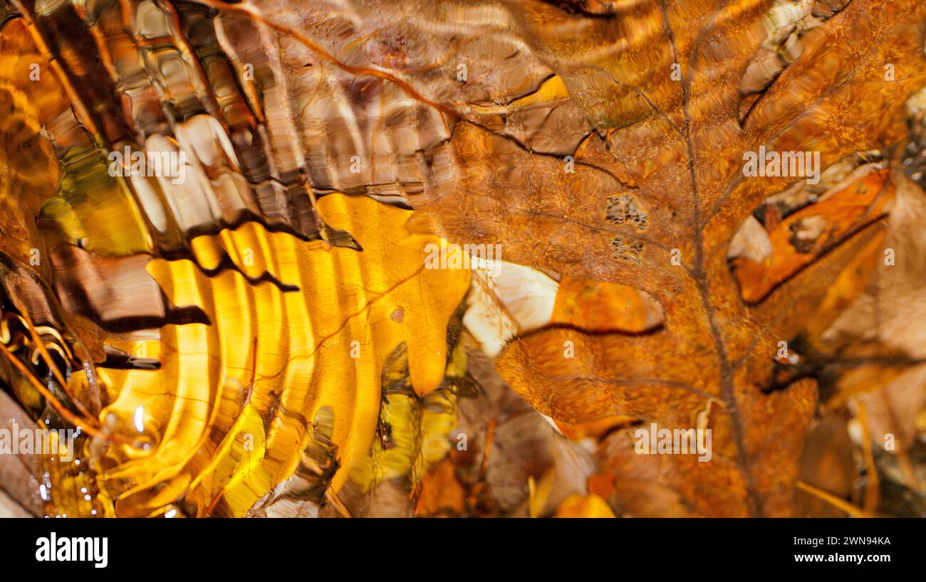 River Water Blurred Leaves Abstract Background Stock Photo