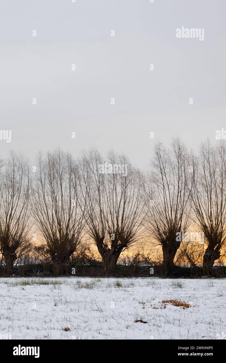 Row of pollard trees next to a snow covered wet meadow, close to Duesseldorf, Ilvericher old Rhine sling, Ivericher Altrheinschlinge, Strümper Bruch. Stock Photo