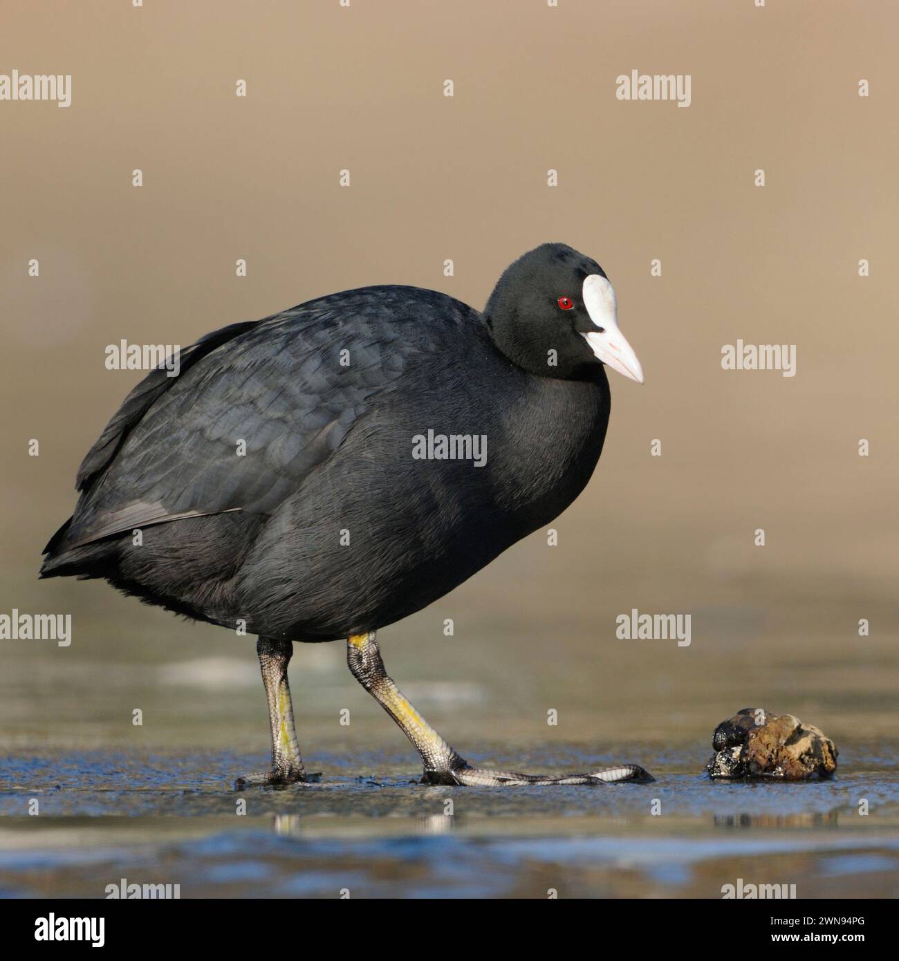 Black Coot / Eurasian Coot ( Fulica atra ) standing on ice in front of a zebra mussel, full body, length, side view, common, wide spreaded waterbird, Stock Photo