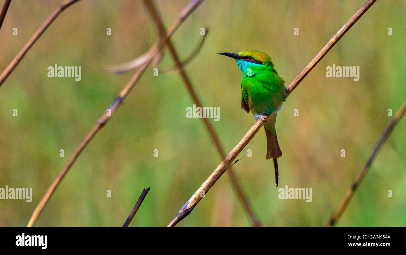 Green Bee-eater, Merops orientalis, Grasslands, Royal Bardia National Park, Bardiya National Park, Nepal, Asia Stock Photo