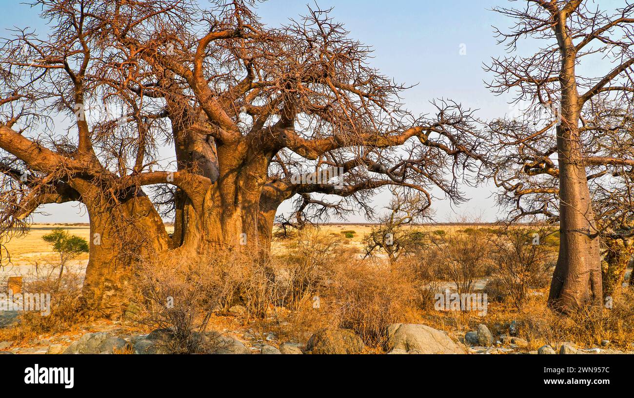 Baobab, Adansonia digitata, Kubu Island, White Sea of Salt, Lekhubu, Makgadikgadi Pans National Park, Botswana, Africa Stock Photo