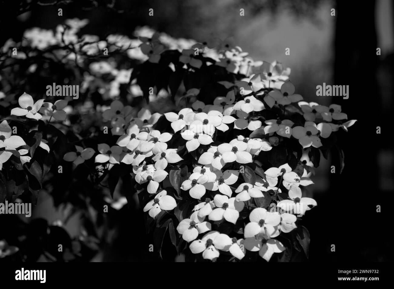 Cornus flowering dogwood Black and White Stock Photos & Images - Alamy
