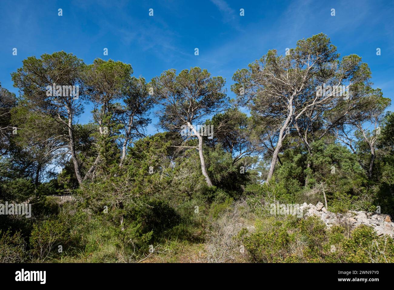 pinewood, Mondragó Natural Park, Santanyí municipal area, Mallorca, Balearic Islands, Spain Stock Photo