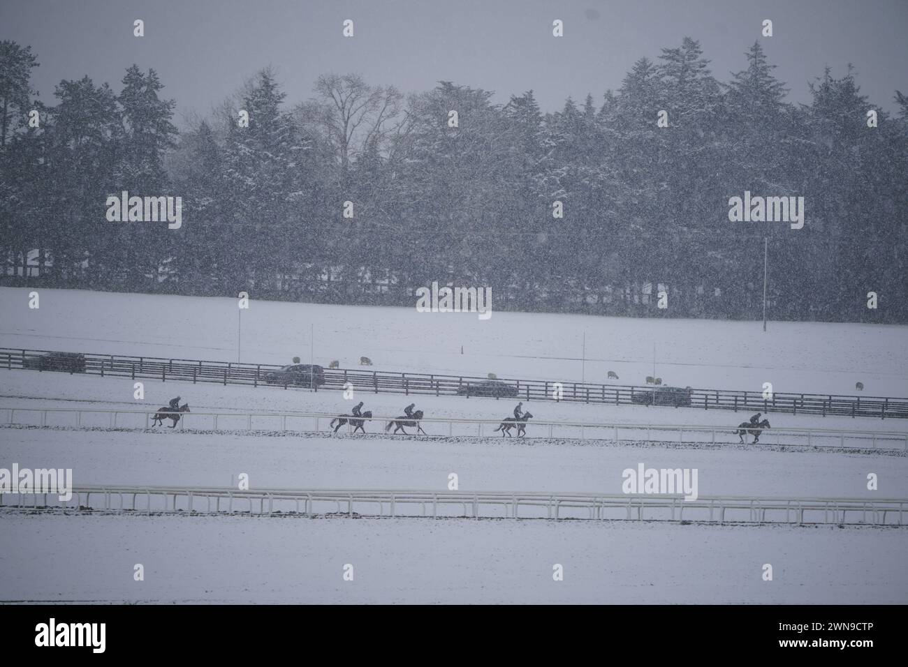 Horses on the gallops at the Curragh racecourse, Co. Kildare. Falling sleet and snow in parts of Ireland have led to some travel disruption. The Irish weather agency Met Eireann issued weather warnings for more than a dozen counties on Friday morning. Picture date: Friday March 1, 2024. Stock Photo