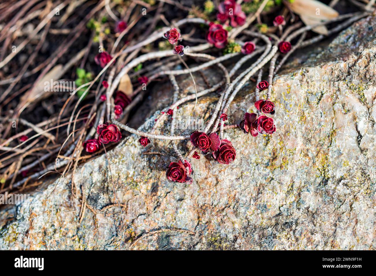 Burgundy alpine hi-res stock photography and images - Alamy