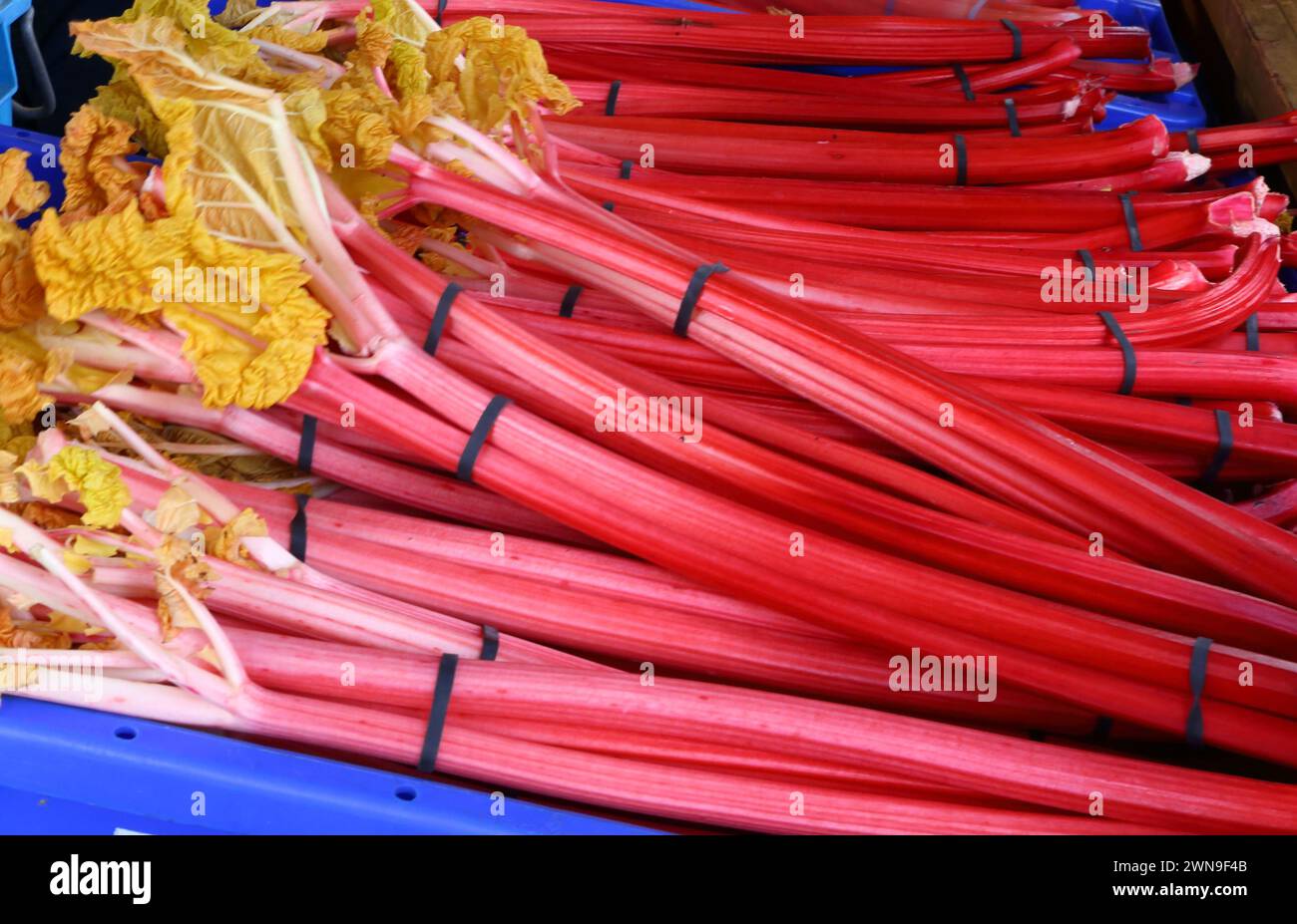 Rhubarb. Stock Photo