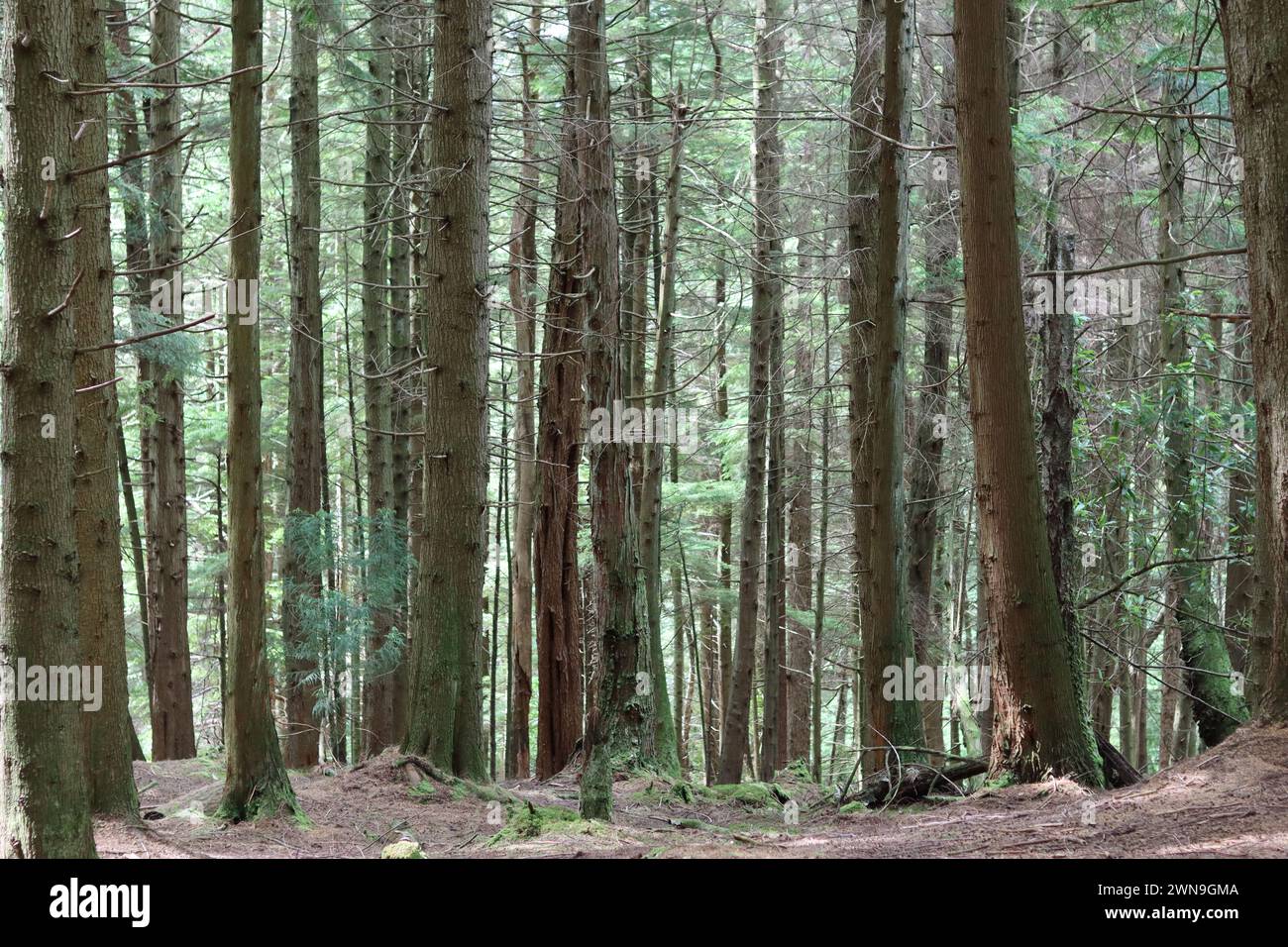Sunlight through tall pine trees hi-res stock photography and images ...