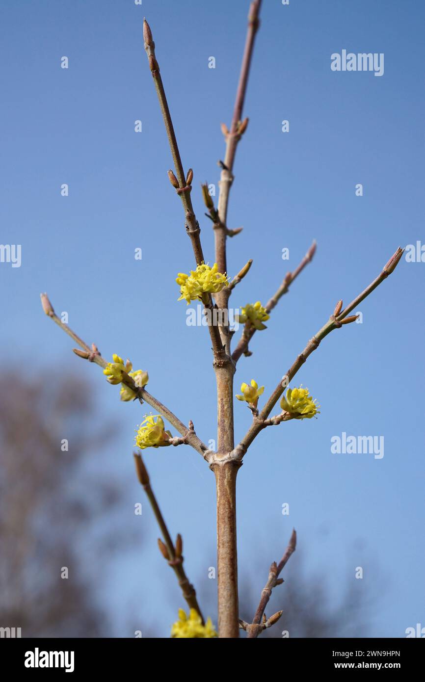 Blooming cornelian cherry (in Austria named Dirndl) in spring Stock Photo