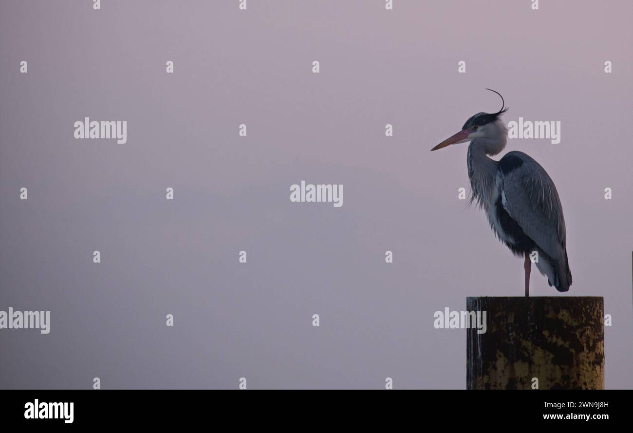 Fischreiher sitzt auf einem Pfahl *** Heron sitting on a pole Stock Photo
