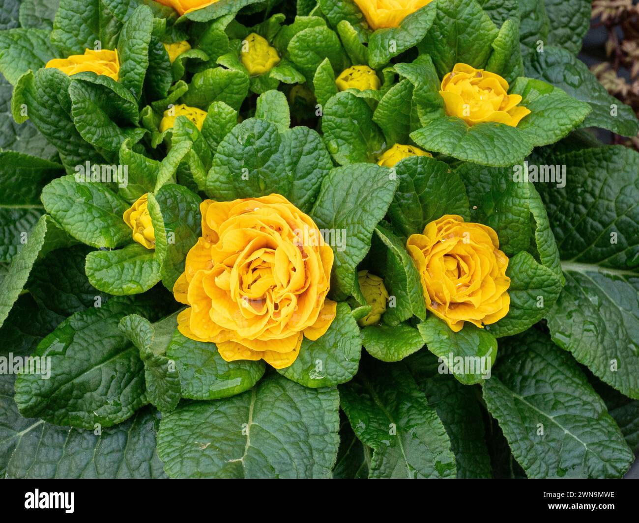 The soft orange flowers of the double primrose Belarina Mandarin Stock Photo