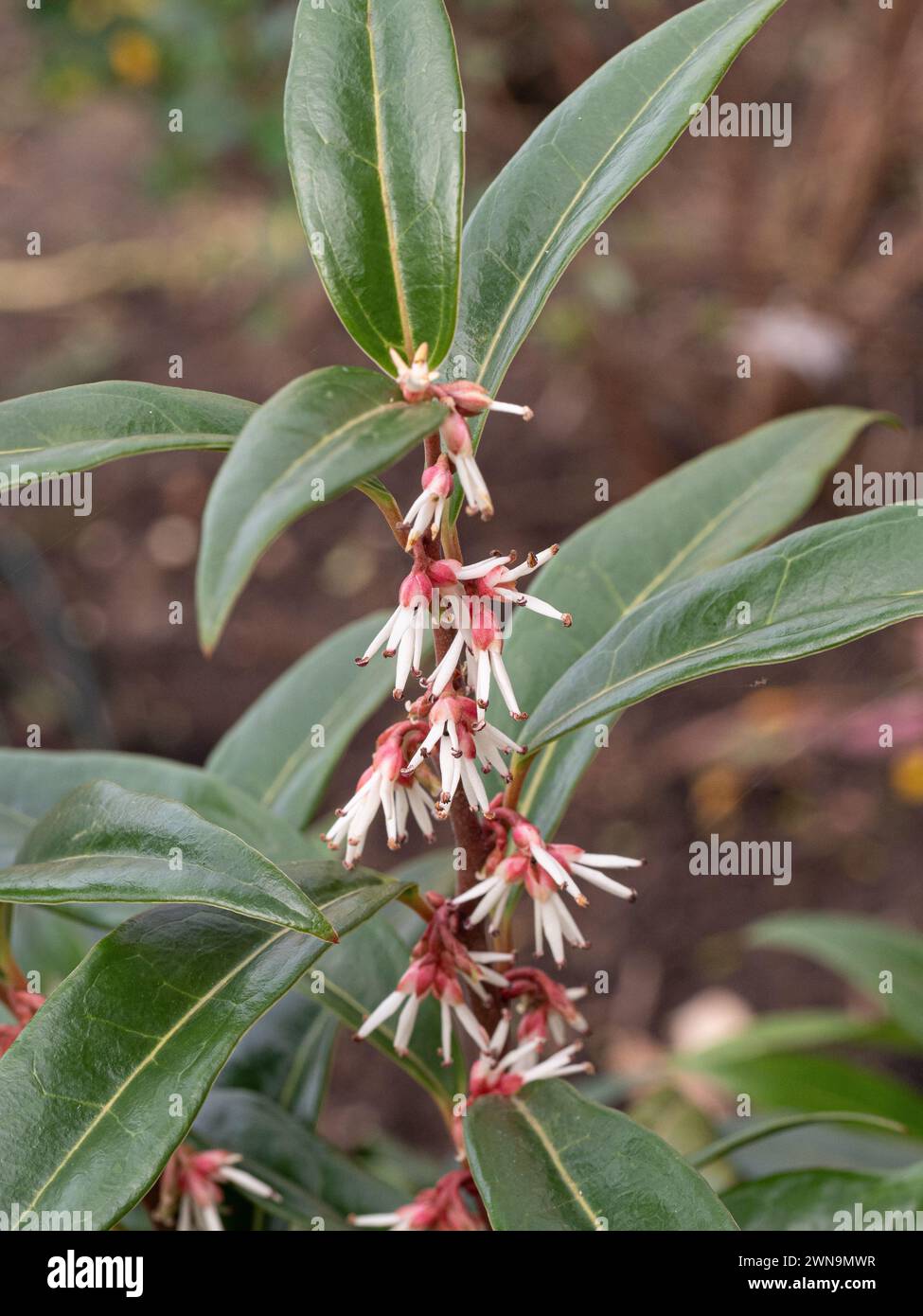 A close up of a single flowering stem of the highly scented Sarcocca hookeriana 'Winter Gem Stock Photo