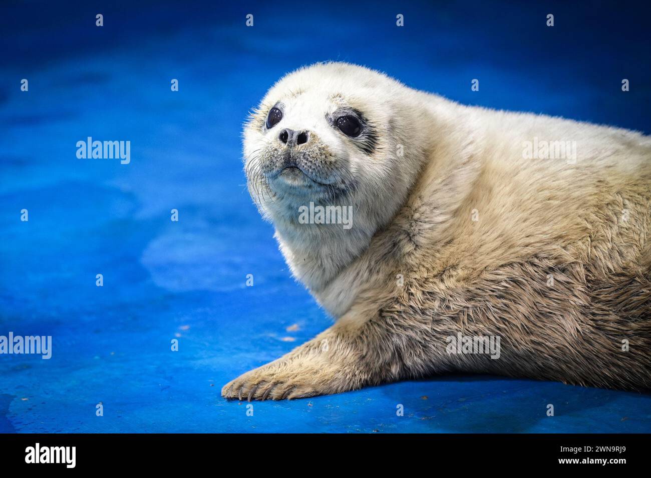 (240301) -- DALIAN, March 1, 2024 (Xinhua) -- This photo taken on Feb. 28, 2024 shows a spotted seal pup born in 2024 at Dalian Sunasia seal breeding base in Dalian, northeast China's Liaoning Province. Between November and March in the coming year is the breeding season for spotted seals, and it is also the busiest time for Dr. Luo Jun's team at the Dalian Sunasia Marine Biology Institute. 'Every year, our institute breeds around 10 spotted seal pups,' says Dr. Luo. During this period, Dr. Luo and his team members will test the dung for both seal mothers and pups, examine water samples, Stock Photo