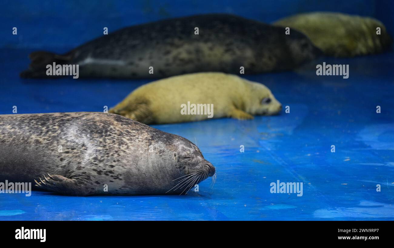 (240301) -- DALIAN, March 1, 2024 (Xinhua) -- This photo taken on Feb. 28, 2024 shows spotted seals at Dalian Sunasia seal breeding base in Dalian, northeast China's Liaoning Province. Between November and March in the coming year is the breeding season for spotted seals, and it is also the busiest time for Dr. Luo Jun's team at the Dalian Sunasia Marine Biology Institute. 'Every year, our institute breeds around 10 spotted seal pups,' says Dr. Luo. During this period, Dr. Luo and his team members will test the dung for both seal mothers and pups, examine water samples, record the growth Stock Photo