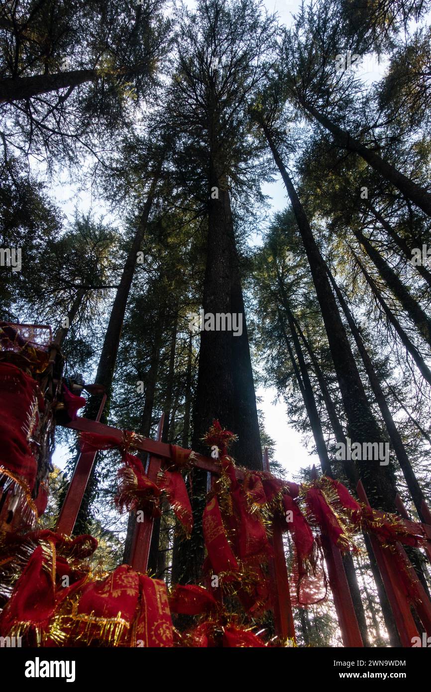 Serene Deodar Forest & Hindu Temple: Tarkeshar Mahdev, Uttarakhand Stock Photo