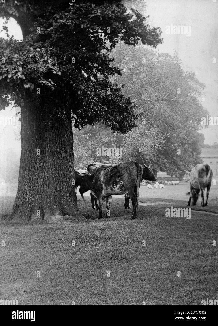 1897 Historic Black and White Photograph of Cows on Bishops Meadow on a Misty Spring Morning by the River Wye in Hereford, Herefordshire, England, UK Stock Photo