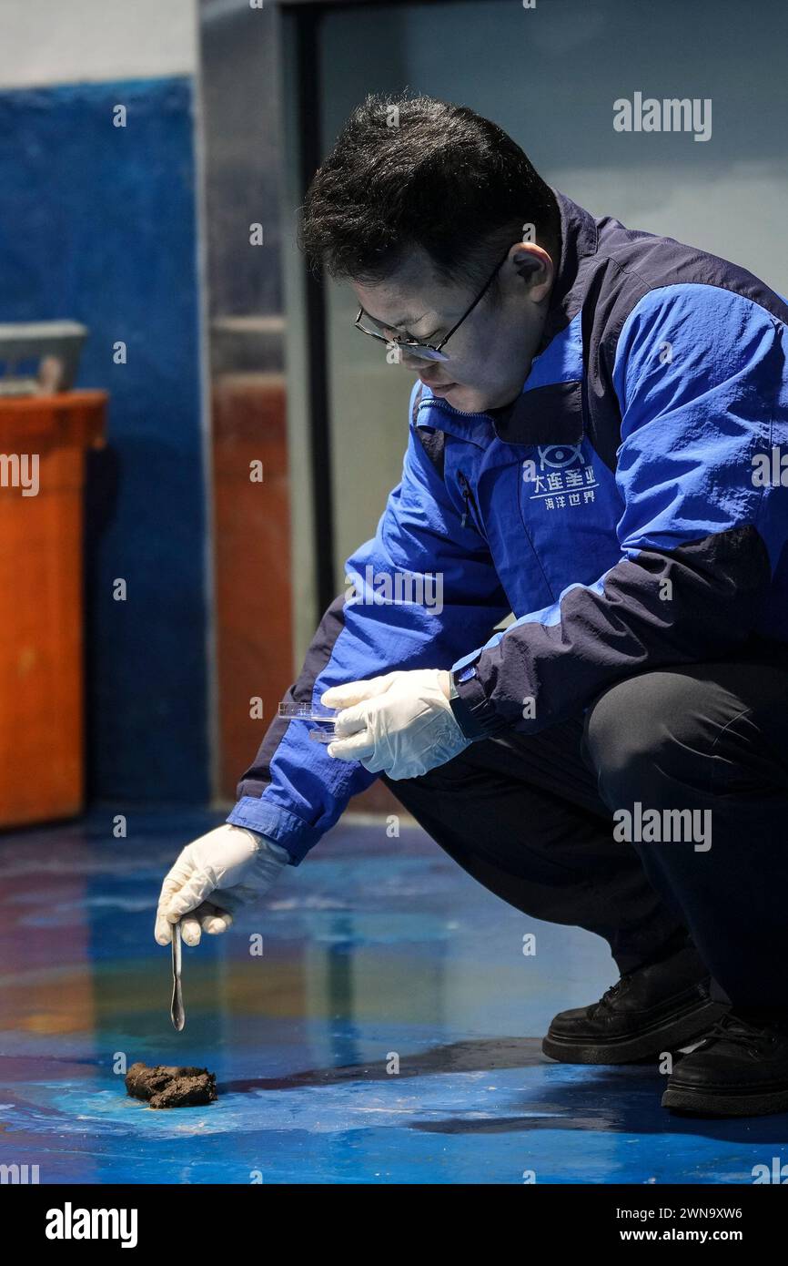 (240301) -- DALIAN, March 1, 2024 (Xinhua) -- Dr. Luo Jun collects spotted seal dung samples at Dalian Sunasia seal breeding base in Dalian, northeast China's Liaoning Province, Feb. 28, 2024. Between November and March in the coming year is the breeding season for spotted seals, and it is also the busiest time for Dr. Luo Jun's team at the Dalian Sunasia Marine Biology Institute. 'Every year, our institute breeds around 10 spotted seal pups,' says Dr. Luo. During this period, Dr. Luo and his team members will test the dung for both seal mothers and pups, examine water samples, record the Stock Photo