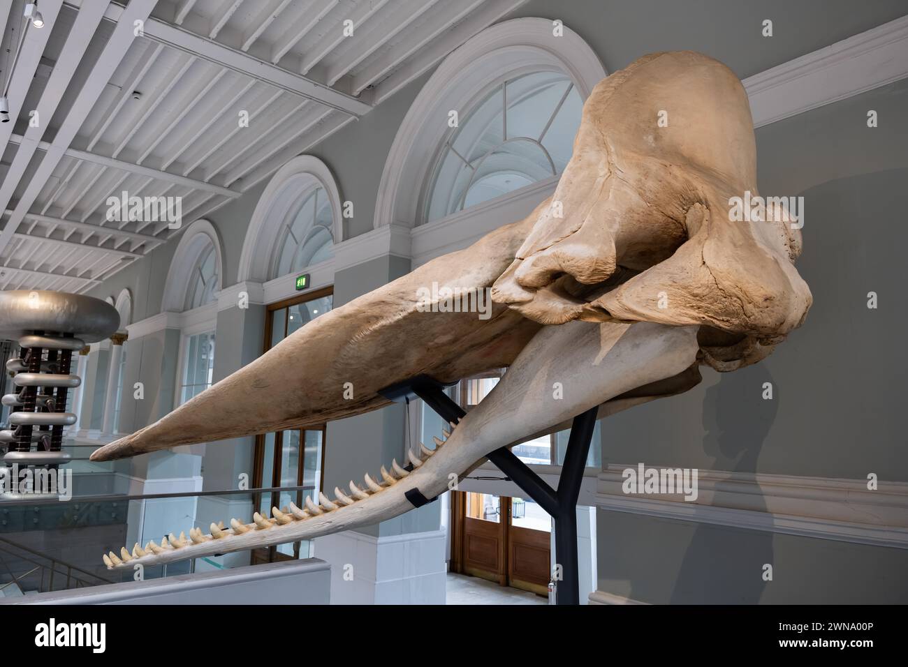 Skull and jawbones of an adult male sperm whale Physeter catodon (Physeter macrocephalus) in the family Physeteridae at National Museum of Scotland in Stock Photo