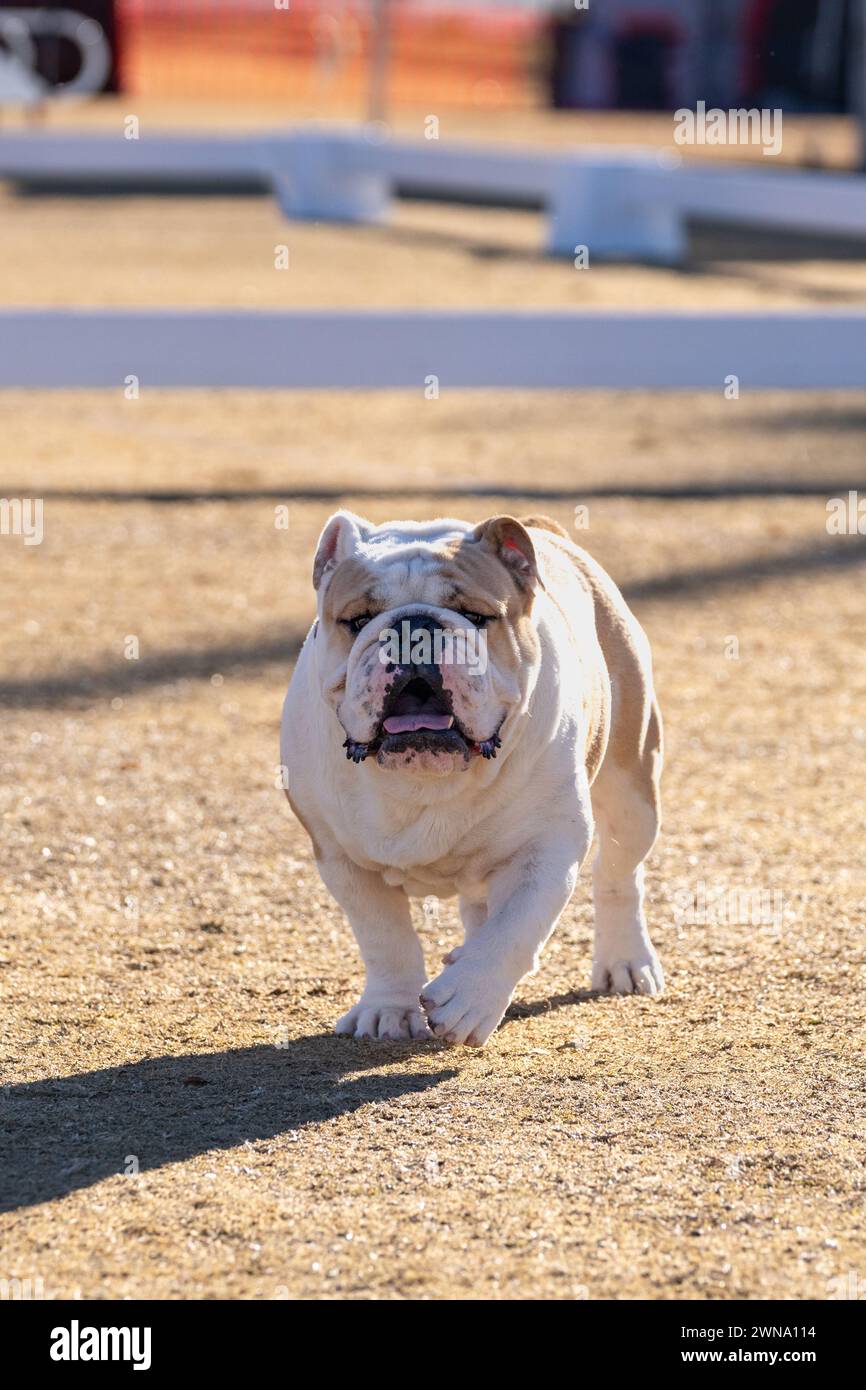 Large white male bulldog walking in the dry grass Stock Photo