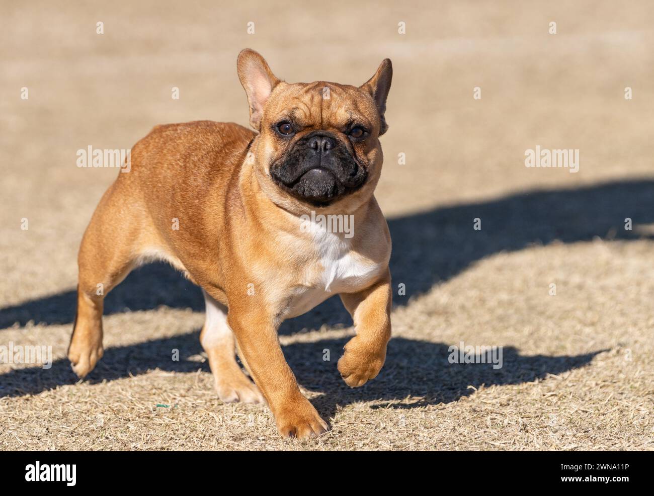 Brown and red French Bulldog on the dry grass smiling for the camera Stock Photo