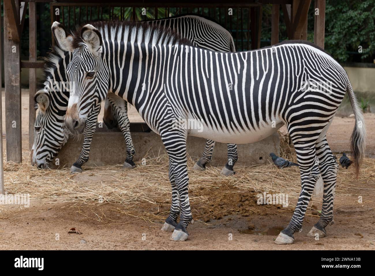 Grevy zebra (Equus grevyi) or imperial zebra, animal in the family Equidae in Lisbon Zoo, Portugal, native region: Kenya and Ethiopia. Stock Photo