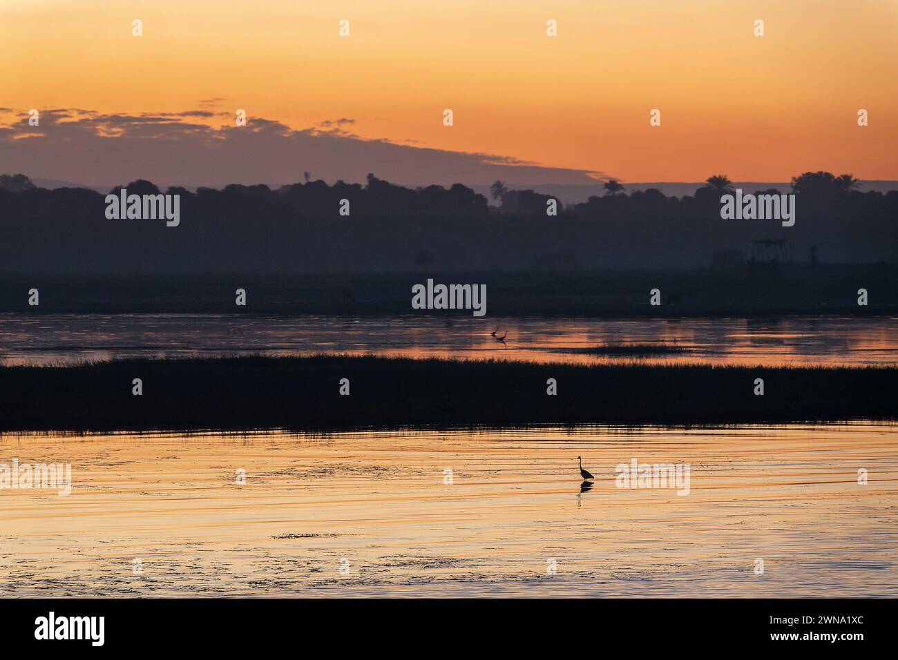 Silhouette of a great egret, wading bird on the Nile river at sunset, Egypt Stock Photo