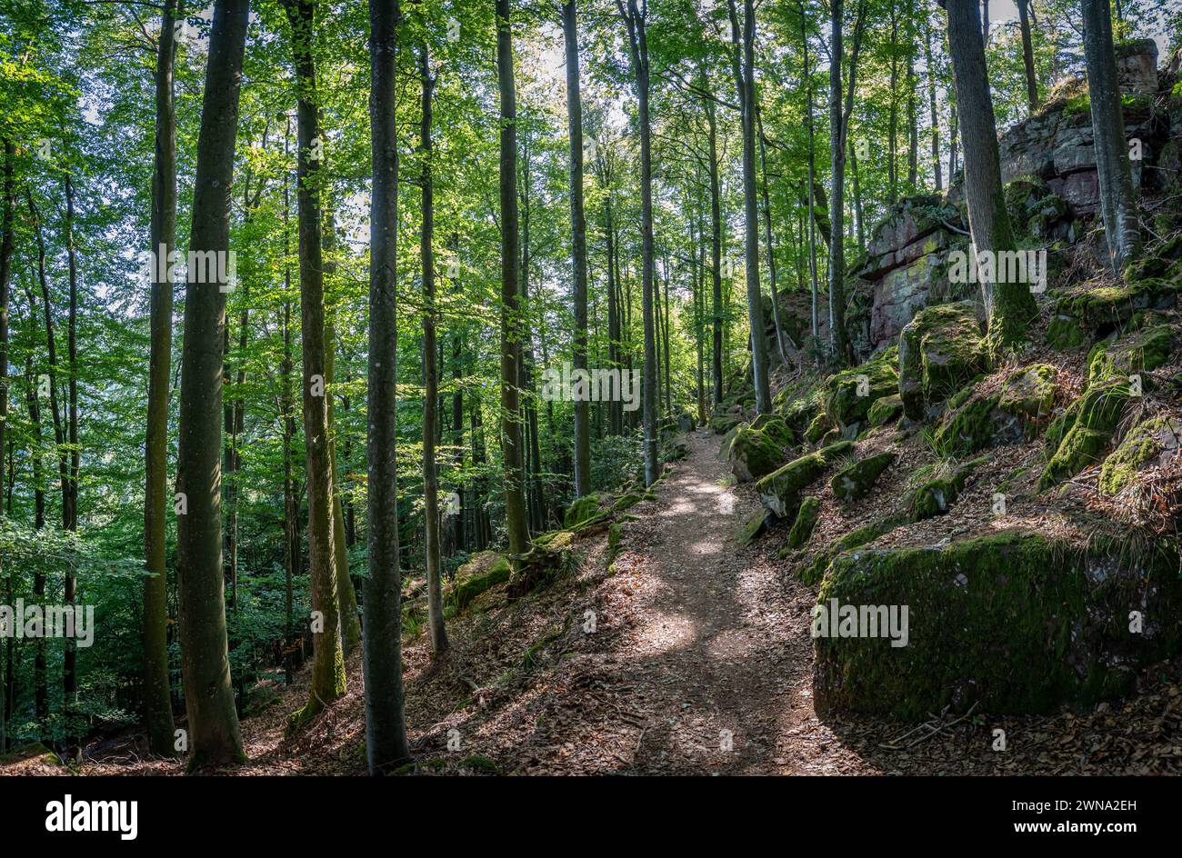 Path of the Gauls. View of the pagan stone wall, stairs and trees Stock ...