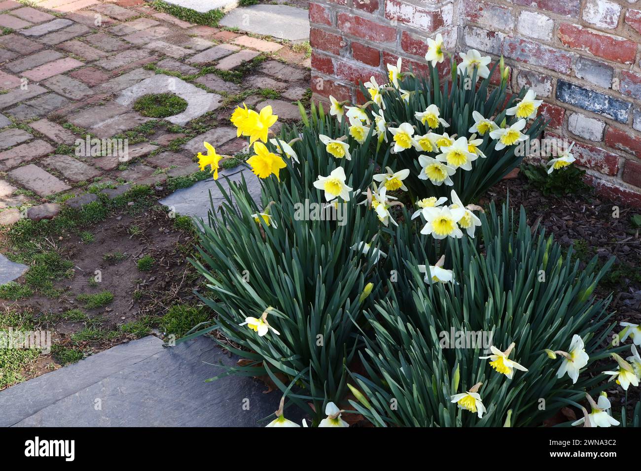 Yellow Daffodil Cluster Stock Photo