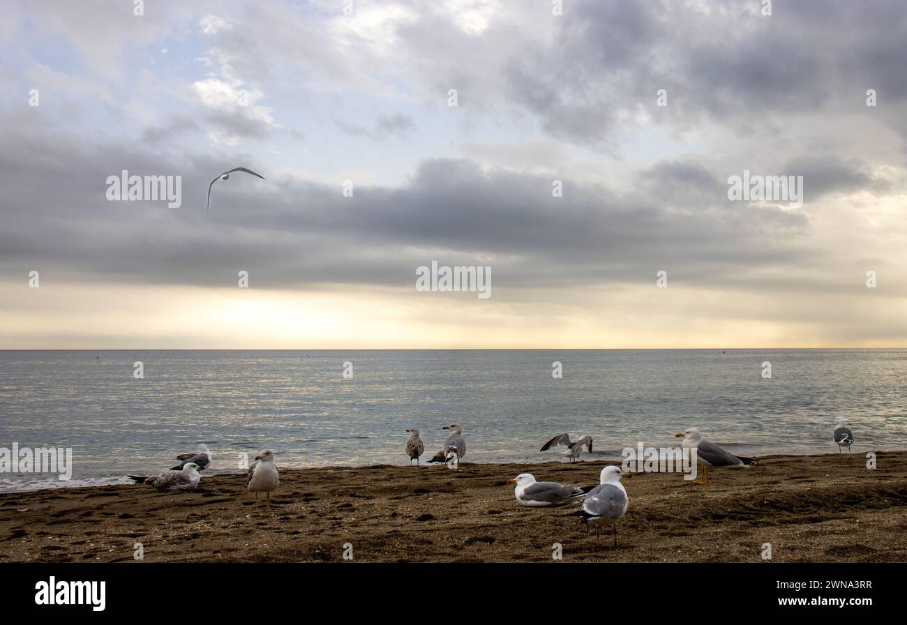 La imagen muestra una serena escena de playa al atardecer. En primer plano, varias gaviotas. Marbella, España Stock Photo