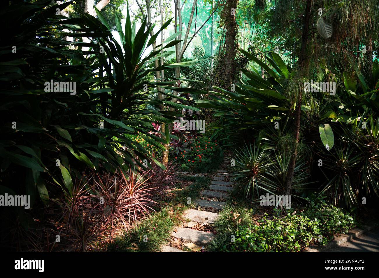 Stone paved path in a green tropical garden. Narrow road in a jungle forest - Stock Image