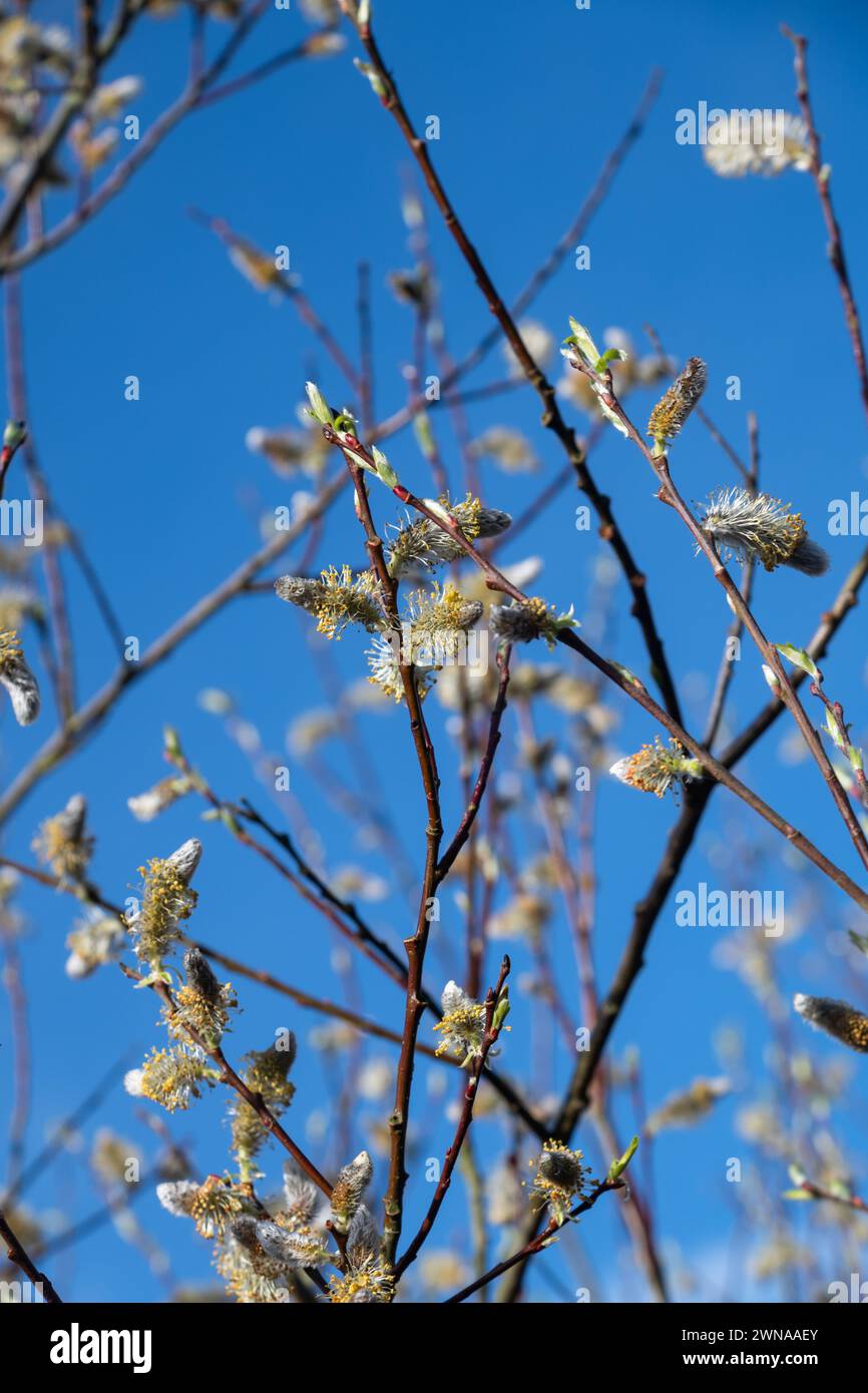 Willow, Salix daphnoides flowers Stock Photo