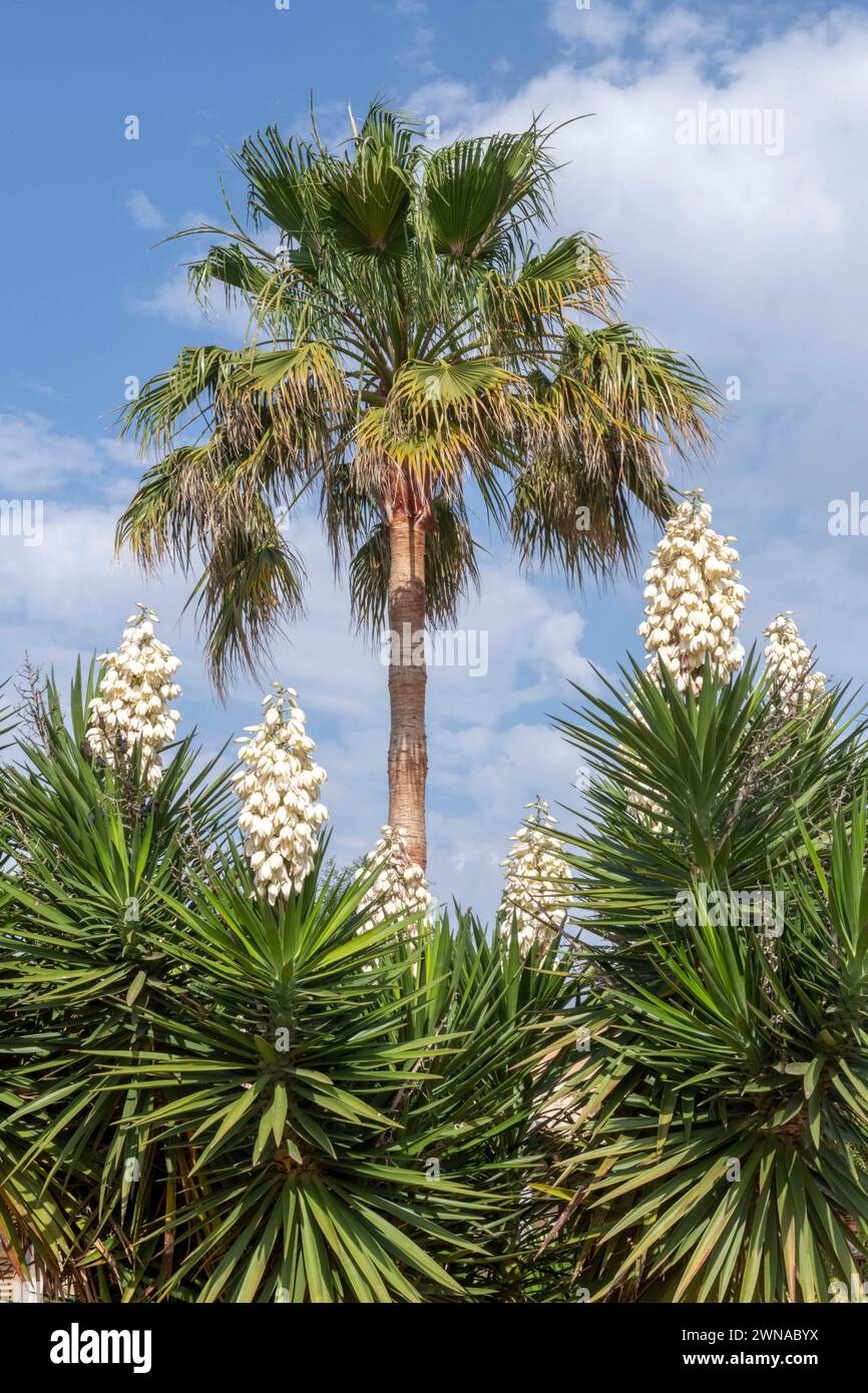 Blühende Palmen in Mallorca Stock Photo