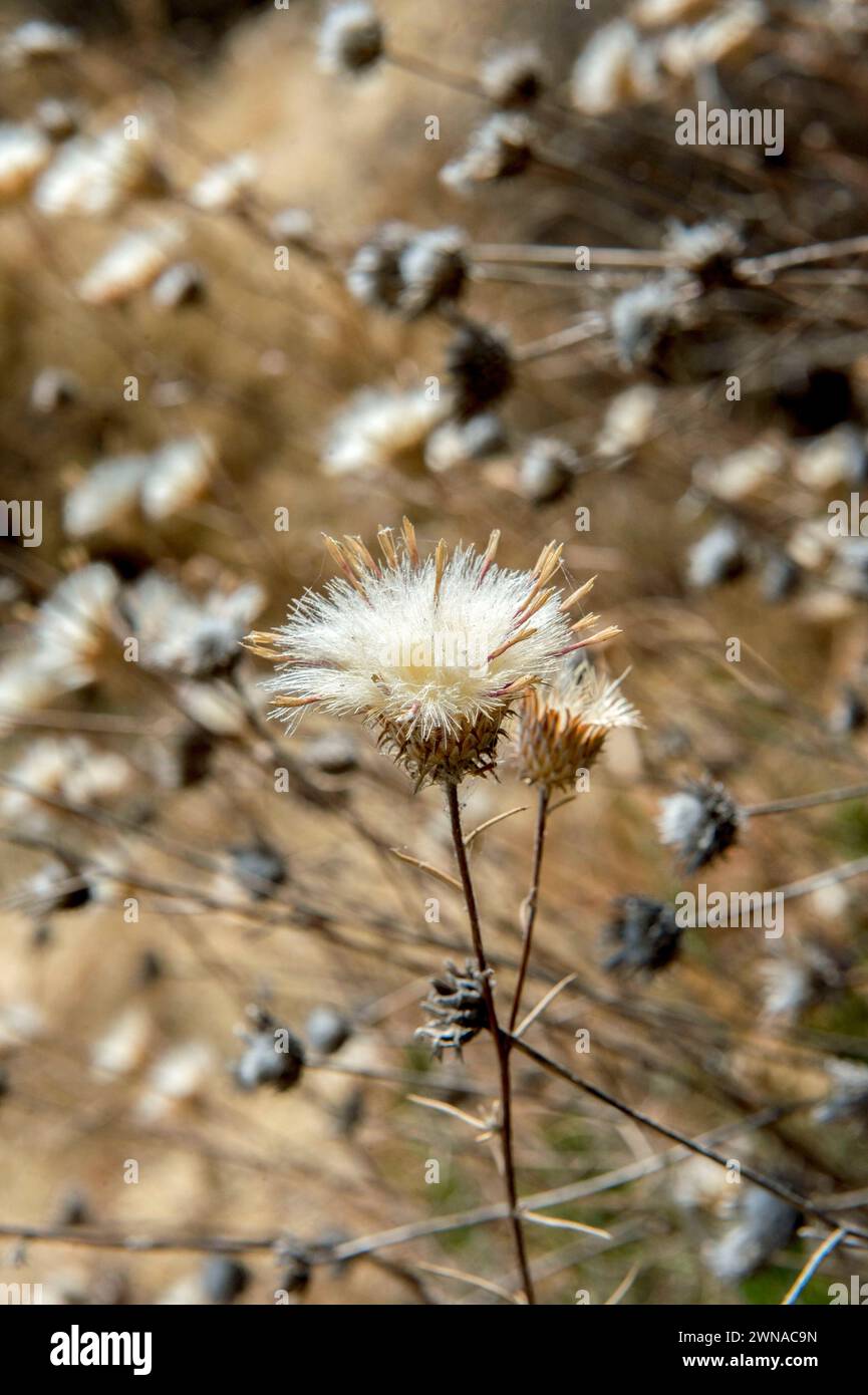 Dry thistle in a field. Stock Photo