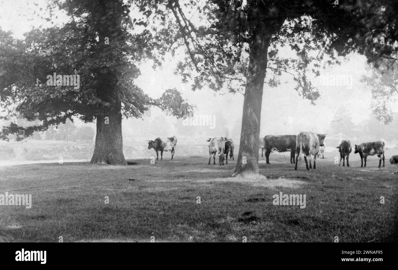 1897 Historic Black and White Photograph of Cows on Bishops Meadow on a Misty Spring Morning by the River Wye in Hereford, Herefordshire, England, UK Stock Photo