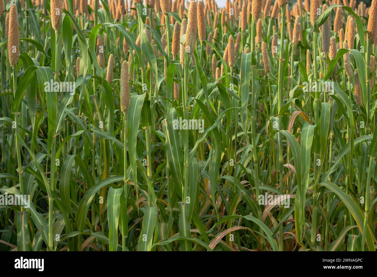Millets in india hi-res stock photography and images - Alamy