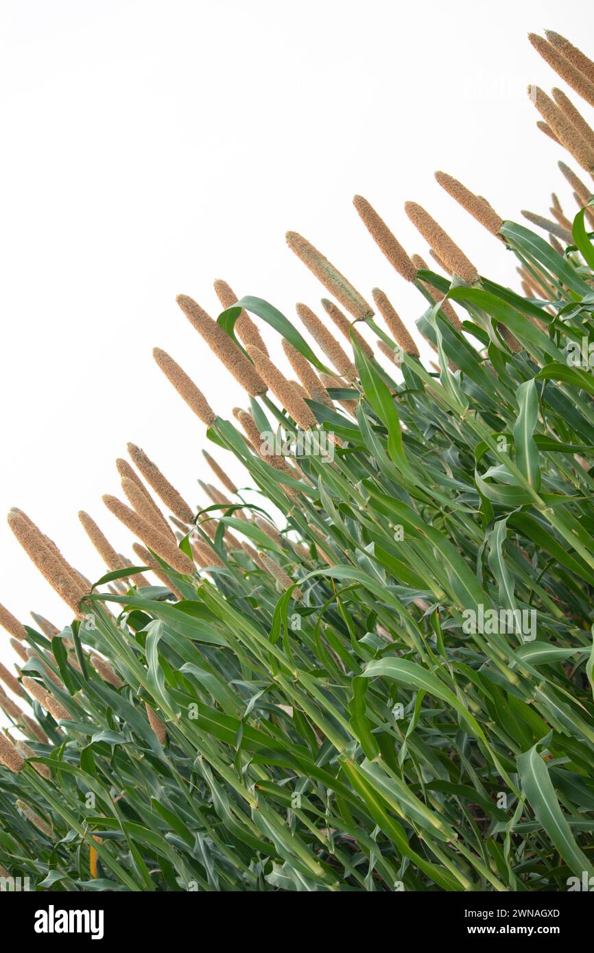 Millets in india hi-res stock photography and images - Alamy