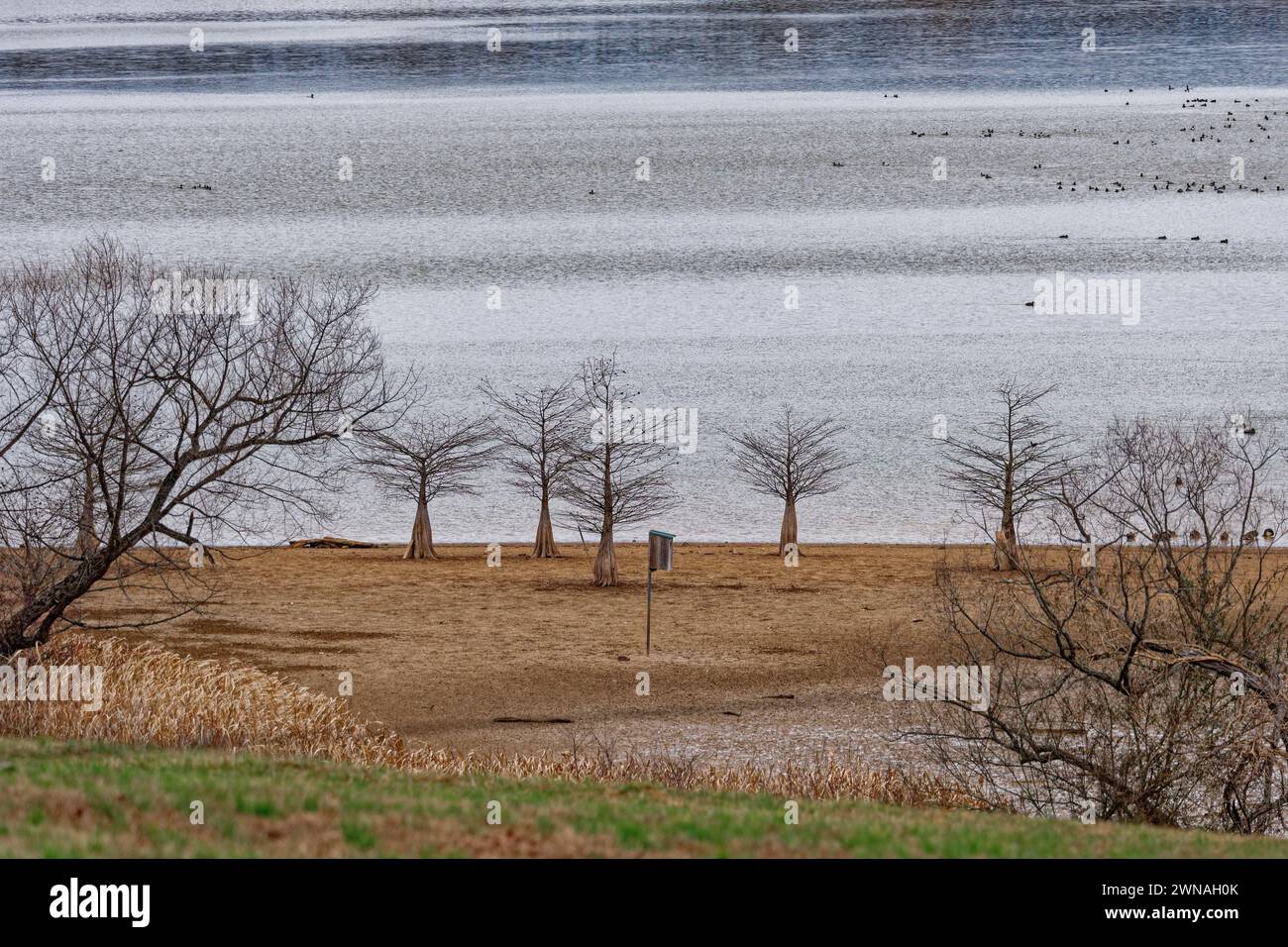 A view of the bare cypress trees on a beach at the Hiwassee wildlife refuge with the water levels low and the ducks on the lake in the background in w Stock Photo