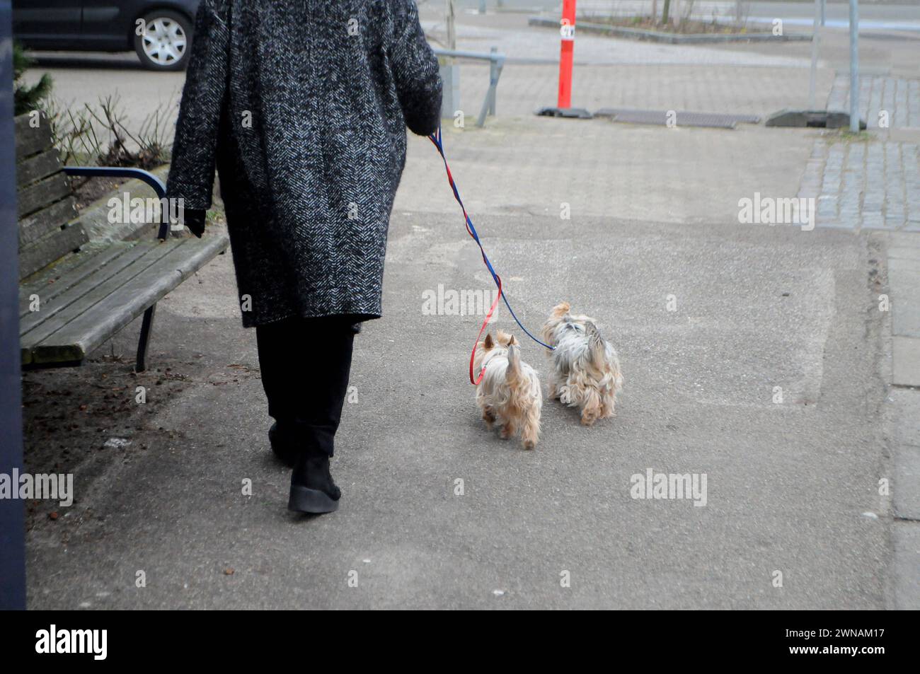 Copenhagen, Denmark /01 March 2024/. seniors walk pets in danish capital Copenhan Denmark. Photo.Francis Joseph Dean/Dean Pictures Stock Photo