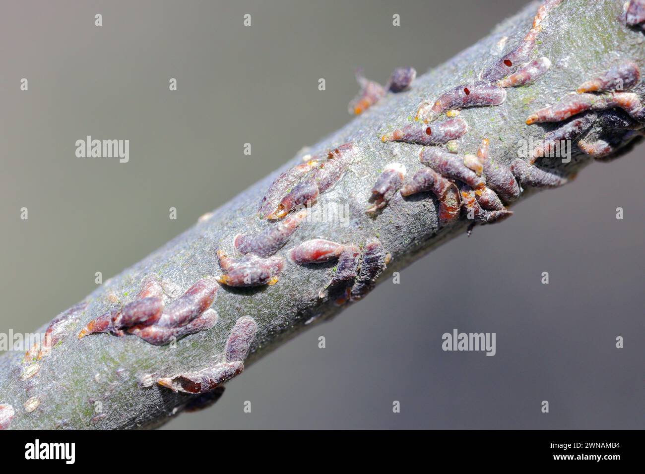 Oystershell scale or mussel scale (Lepidosaphes ulmi). A pest on the shoot of apple trees in the orchard. Stock Photo