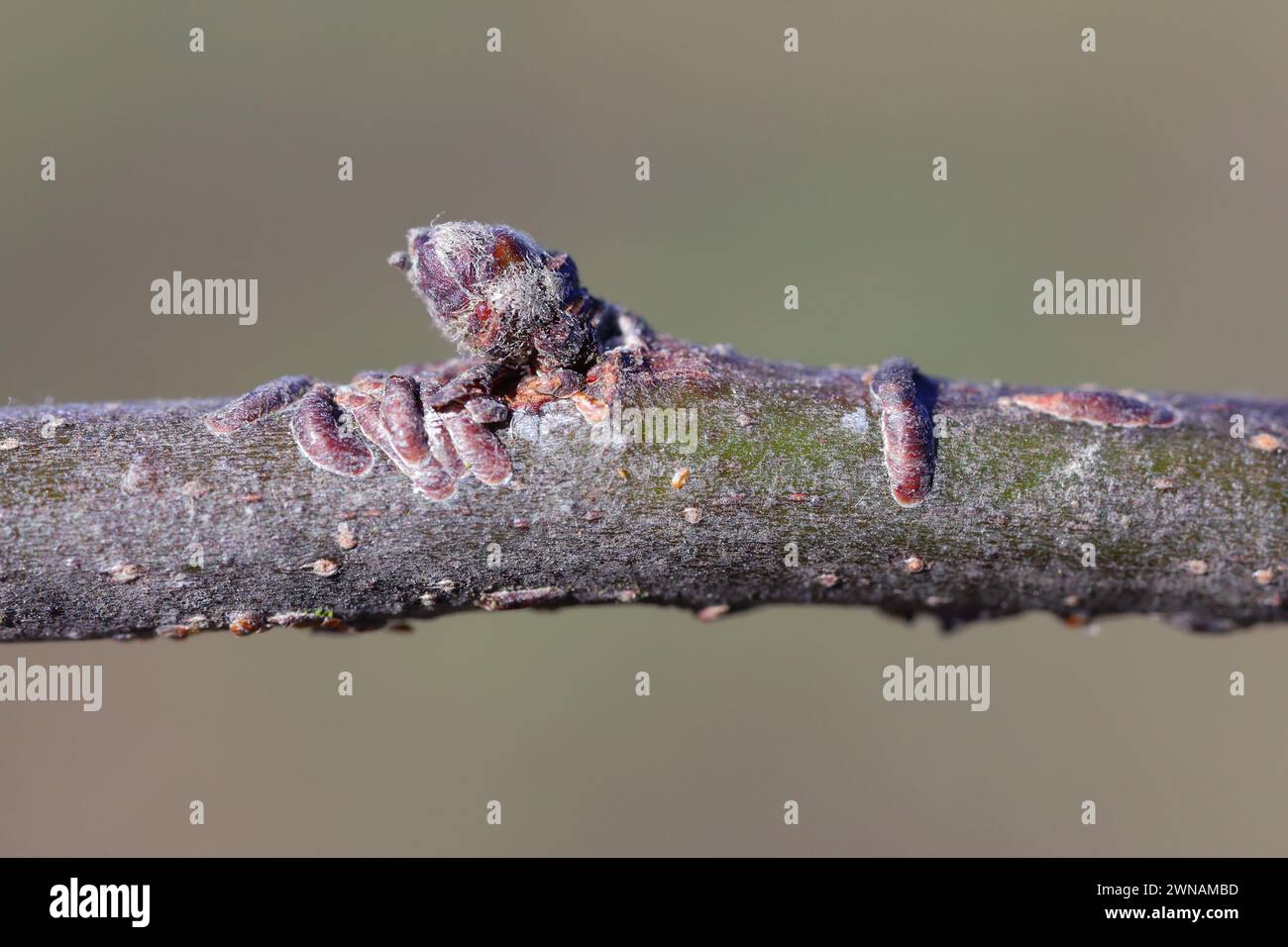 Oystershell scale or mussel scale (Lepidosaphes ulmi). A pest on the shoot of apple trees in the orchard. Stock Photo