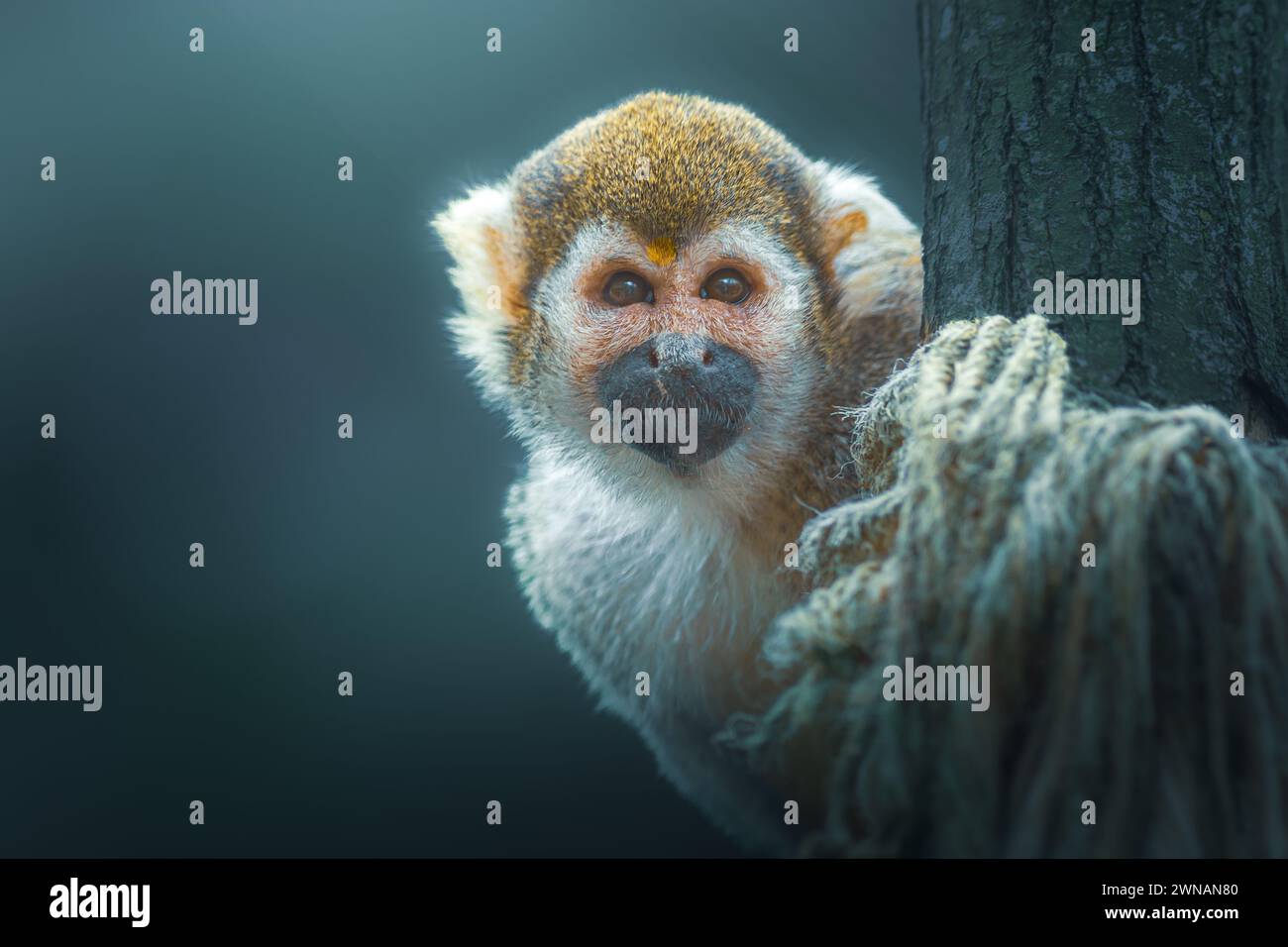 Common Squirrel Monkey (Saimiri sciureus) in a tree over dark Stock