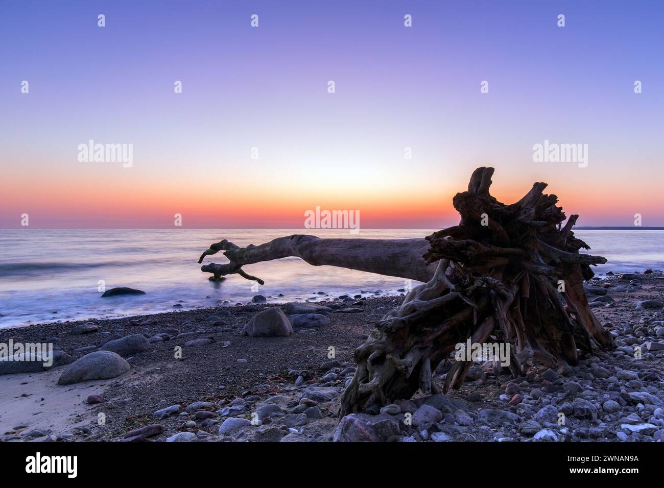 Dead tree on beach at Brodtener Ufer / Brodten Steilufer, cliff in the Bay of Lübeck along the Baltic Sea at sunrise, Schleswig-Holstein, Germany Stock Photo