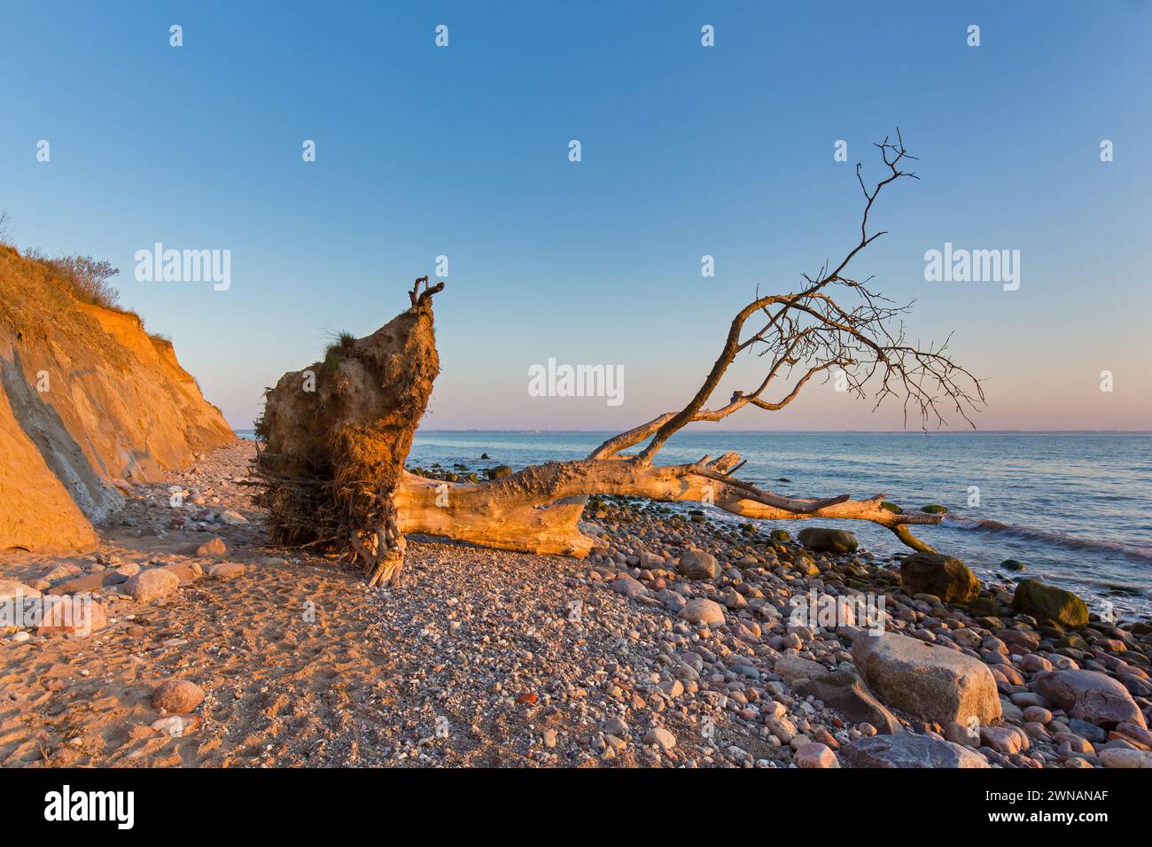 Dead tree on beach at Brodtener Ufer / Brodten Steilufer, cliff in the Bay of Lübeck along the Baltic Sea at sunrise, Schleswig-Holstein, Germany Stock Photo