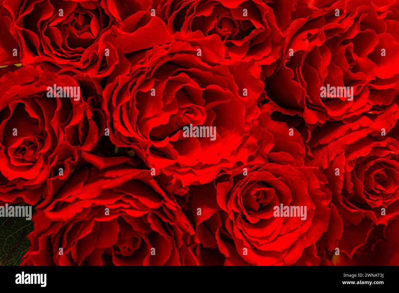 Background of red roses Stock Photo