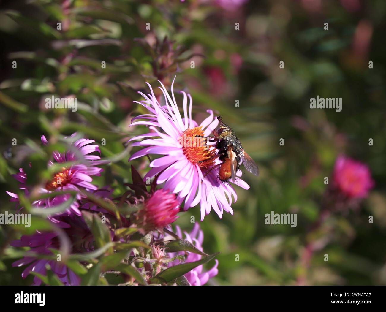 Aster flower hand drawn hi-res stock photography and images - Alamy
