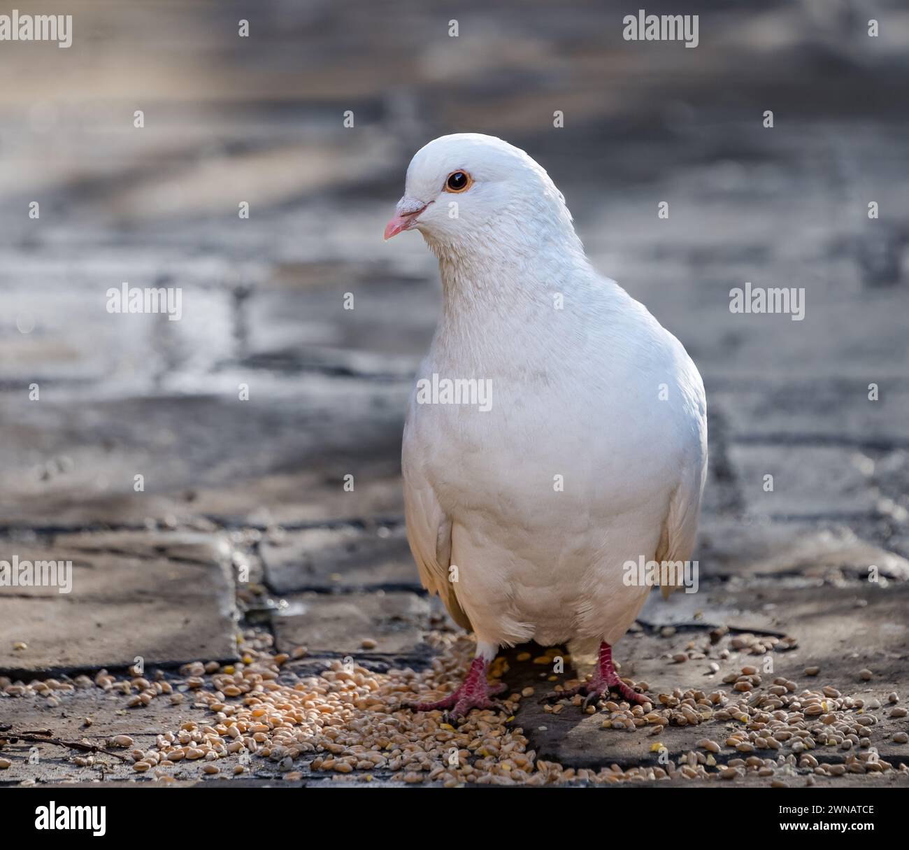 Dove feeding on bird seed spread on footpath, Scotland, UK Stock Photo