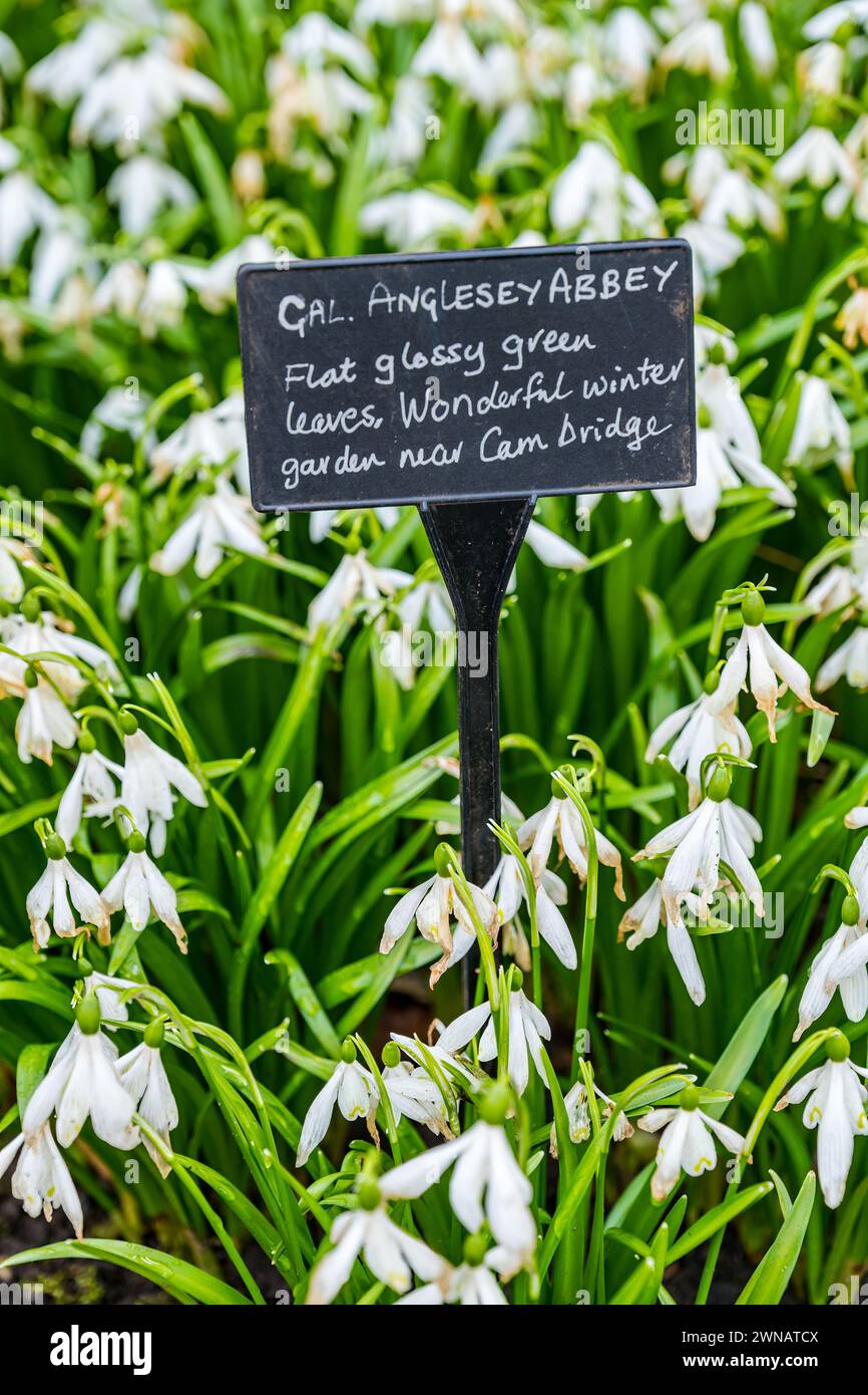 Snowdrops variety (Galanthus Anglesey Abbey) label, Scotland, UK Stock Photo